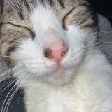 Picture of cat lost at Fresnay Sur Sarthe