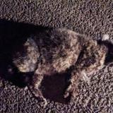 Picture of cat found at Guignen