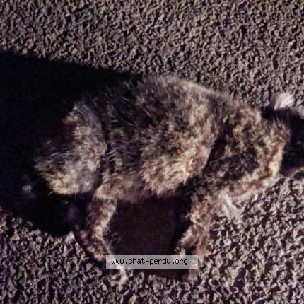 Photo 1/1 Found cat Found in Guignen