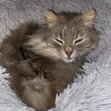 Picture of cat lost at La Fleche