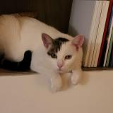 Picture of cat lost at Aussonne