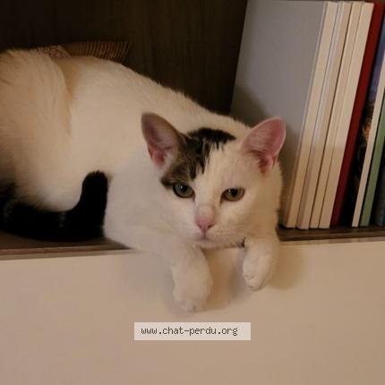 Photo 1/1 Spotty Chat lost in Aussonne