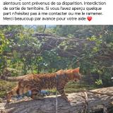 Picture of cat lost at Narbonne