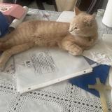 Picture of cat lost at Laval