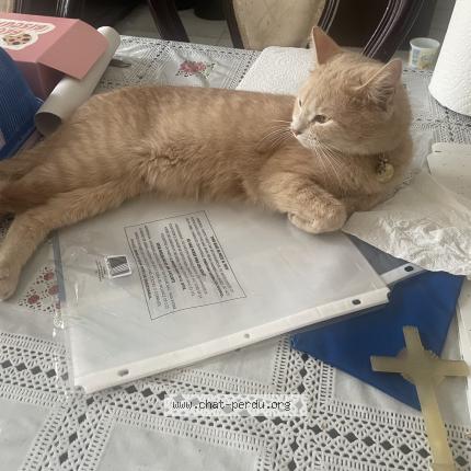 Photo 1/1 Cremasse Chat lost in Laval