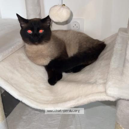 Photo 1/1 Rajah Chat lost in Morez