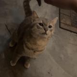 Picture of cat lost at Hallsboro