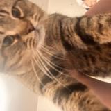 Picture of cat lost at Saint Leonard