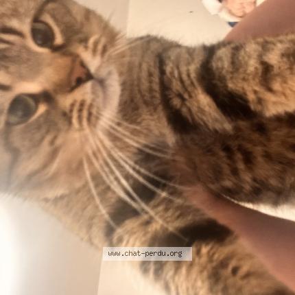 Photo 1/1 Cc Chat lost in Saint leonard