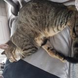 Picture of cat lost at Biville Hague