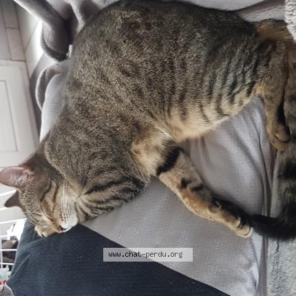 Photo 1/1 Pirate Chat lost in Biville hague