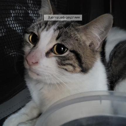 Photo 1/1 Found cat Found in Herrin