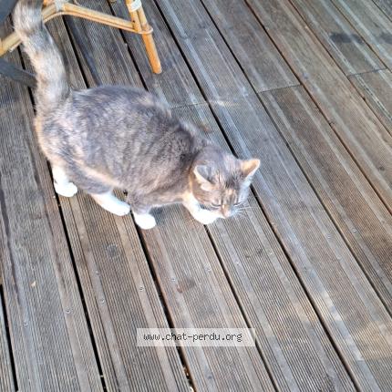 Photo 1/1 kiki Chat lost in Besancon