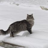 Picture of cat lost at Maubranche