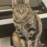 Picture of cat lost at Eguilles