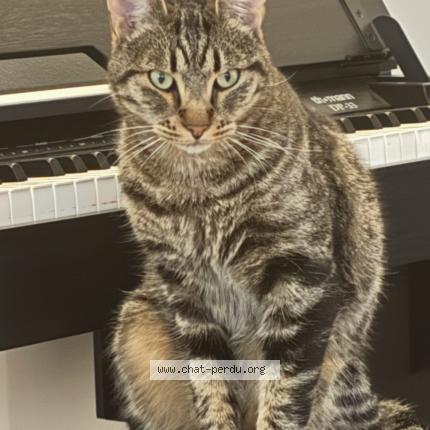 Photo 1/1 Neko Chat lost in Eguilles