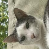 Picture of cat lost at Lognes