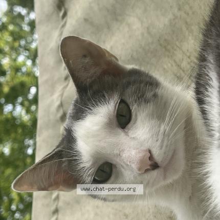 Photo 1/1 Dyson Chat lost in Lognes