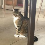 Picture of cat lost at Wambrechies