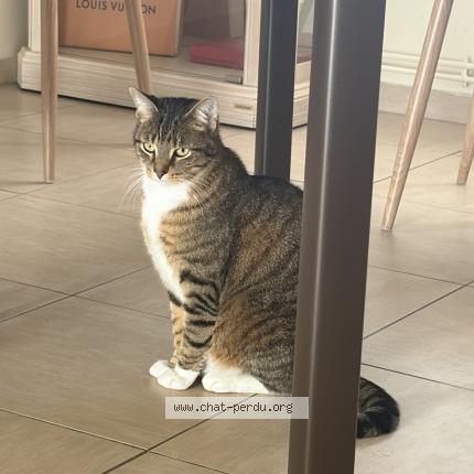 Photo 1/1 Simba Chat lost in Wambrechies