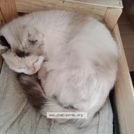 Photo 1/1 Found cat Found in Les chavannes en maurienne