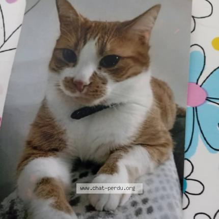 Photo 1/1 Filou Chat lost in Courrieres