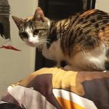 Picture of cat lost at Les Abrets En Dauphine