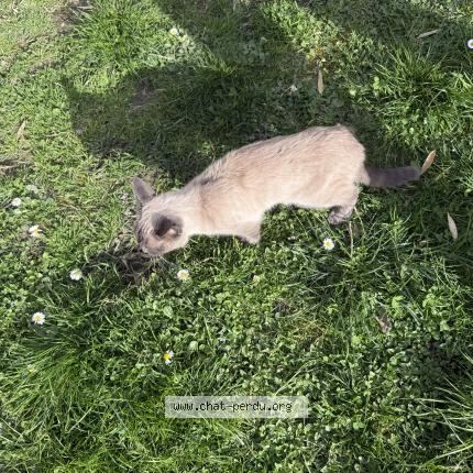 Photo 1/1 Found cat Found in Serezin du rhone