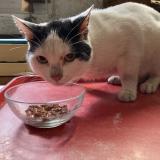 Picture of cat found at Perpignan