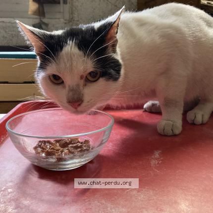 Photo 1/1 Found cat Found in Perpignan