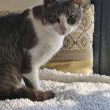 Picture of cat lost at Challans