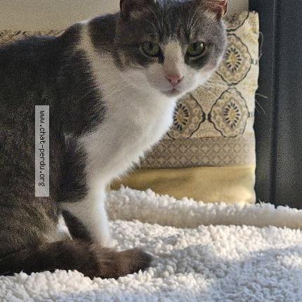 Photo 1/1 Pops Chat lost in Challans