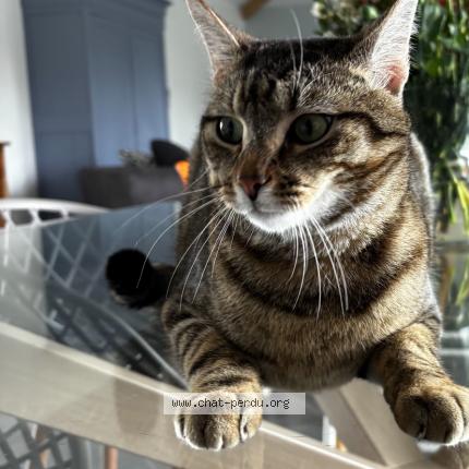 Photo 1/1 MOKA Chat lost in Tonnay charente