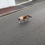 Picture of cat found at Talence