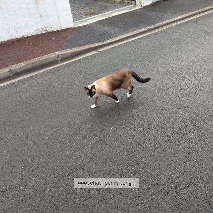 Photo 1/1 Found cat Found in Talence