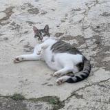 Picture of cat lost at Vasles