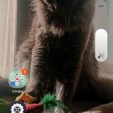 Picture of cat lost at Valras Plage