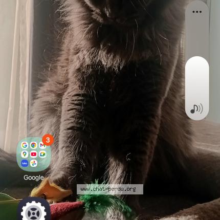 Photo 1/1 Osaka Chat lost in Valras plage