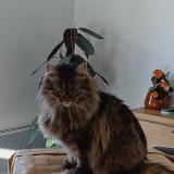 Picture of cat lost at Saint Pee Sur Nivelle