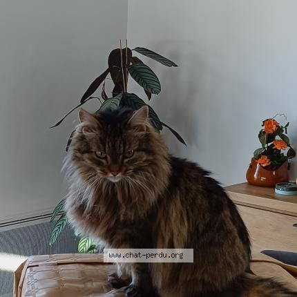 Photo 1/1 Minette Chat lost in Saint pee sur nivelle