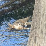 Picture of cat lost at Villiers Sur Morin