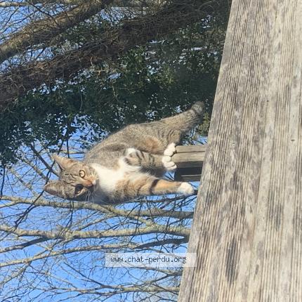 Photo 1/1 Appy Chat lost in Villiers sur morin