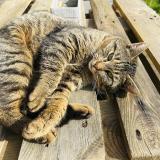 Picture of cat found at Essars