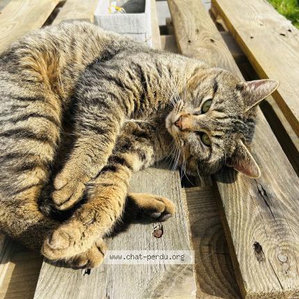 Photo 1/1 Found cat Found in Essars