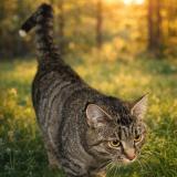 Picture of cat lost at Voreppe