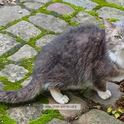 Photo 1/1 Found cat Found in Compiegne