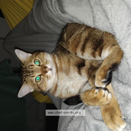 Photo 1/1 Fripouille Chat lost in La chapelle st mesmin