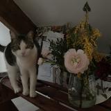 Picture of cat lost at Besancon