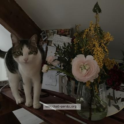 Photo 1/1 Orenda Chat lost in Besancon