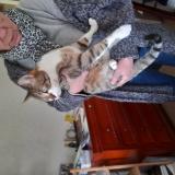 Picture of cat found at Thonon